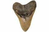 Fossil Megalodon Tooth - North Carolina #199697-1